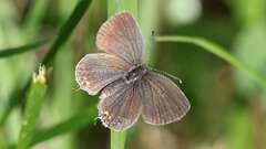 1: Eastern tailed-blue female 5M2_3295