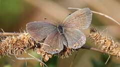 4: Eastern tailed-blue female 5M2_3651