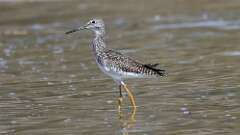 5: Greater Yellowlegs 5M2_1257