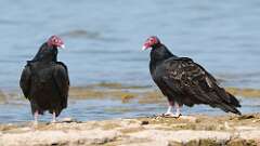 10: Turkey Vulture 5M2_0504