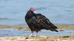 11: Turkey Vulture 5M2_0517