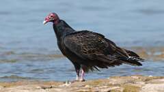 12: Turkey Vulture 5M2_0607