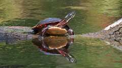 5: Painted turtle 5M2_0256