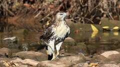 16: Red-tailed Hawk 5M2_1156