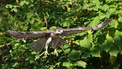 19: Red-tailed Hawk 5M2_1178