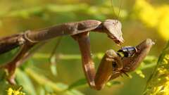 10: praying mantis 5M2_1461