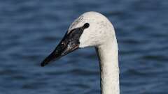 11: Trumpeter Swan 5M2_2542