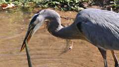 1: blue heron with snake 5M2_0296