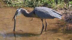 3: blue heron with snake 5M2_0515