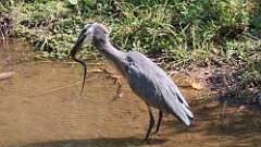 7: blue heron with snake 5M2_1204