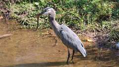 8: blue heron with snake 5M2_1501