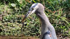 9: blue heron with snake 5M2_1574