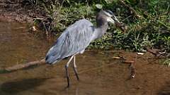 10: blue heron with snake 5M2_2054