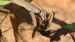 1: mantis big bug 5M2_2266