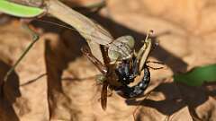 3: mantis big bug 5M2_2338