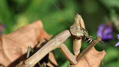 9: mantis bug 5M2_1014