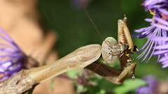 12: mantis bug 5M2_1971