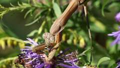 13: mantis bug 5M2_2964