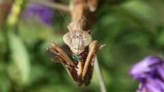 14: mantis bug 5M2_3135