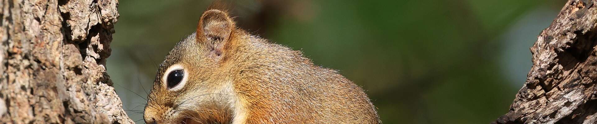 Click to show or hide the buttons