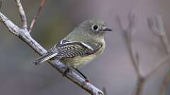10: Ruby-crowned Kinglet 5M2_0779
