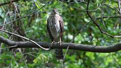 1: coopers hawk 5M2_0506