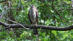 2: coopers hawk 5M2_0510