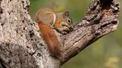 4: red squirrel 5M2_0205