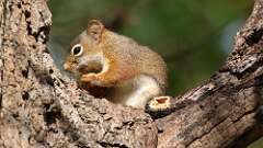 6: red squirrel 5M2_0303