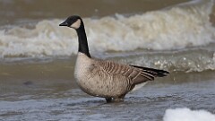 1: 2025-01-05-Cackling Goose 0C3_0094