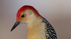 8: 2025-01-26-Red-bellied Woodpecker 0C3_0489