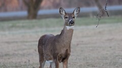 39: 2025-03-27-deer 0C3_1590