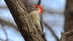 46: 2025-04-04-Red-bellied Woodpecker 0C3_0066