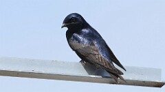 69: 2025-04-24-purple martin 0C3_0311