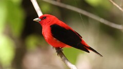 90: 2025-05-10-Scarlet Tanager 0C3_0174
