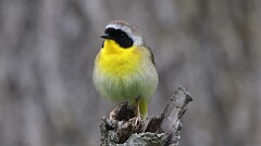 104: 2025-05-18-Common Yellowthroat 0C3_0475