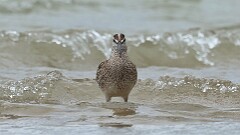 116: 2025-05-25-Whimbrel 0C3_0684