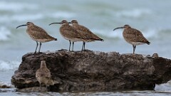 117: 2025-05-25-Whimbrel 0C3_0953