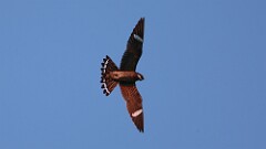 119: 2025-05-26-Common Nighthawk 0C3_0783