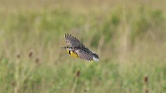 129: 2025-06-04-Eastern Meadowlark 0C3_1788
