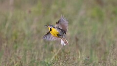 130: 2025-06-04-Eastern Meadowlark 0C3_2541