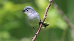 133: 2025-06-07-Blue-gray Gnatcatcher 0C3_1598