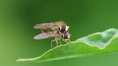 136: 2025-06-08-Eastern Calligrapher flies 6M2_0076