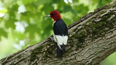 148: 2025-06-15-Red-headed Woodpecker 0C3_0018
