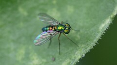 163: 2025-07-01-long-legged fly 5M2_0101
