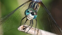 168: 2025-07-03-Blue Dasher 5M2_0909