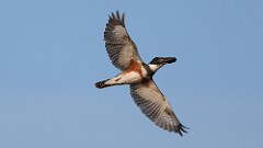 173: 2025-07-05-Kingfisher 0C3_0121