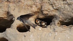 171: 2025-07-05-bank swallow 5M2_0372