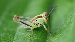 175: 2025-07-10-grasshopper 5M2_0556-Focus Stack-canon