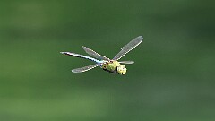 182: 2025-07-20-Dragonfly 0C1_1906